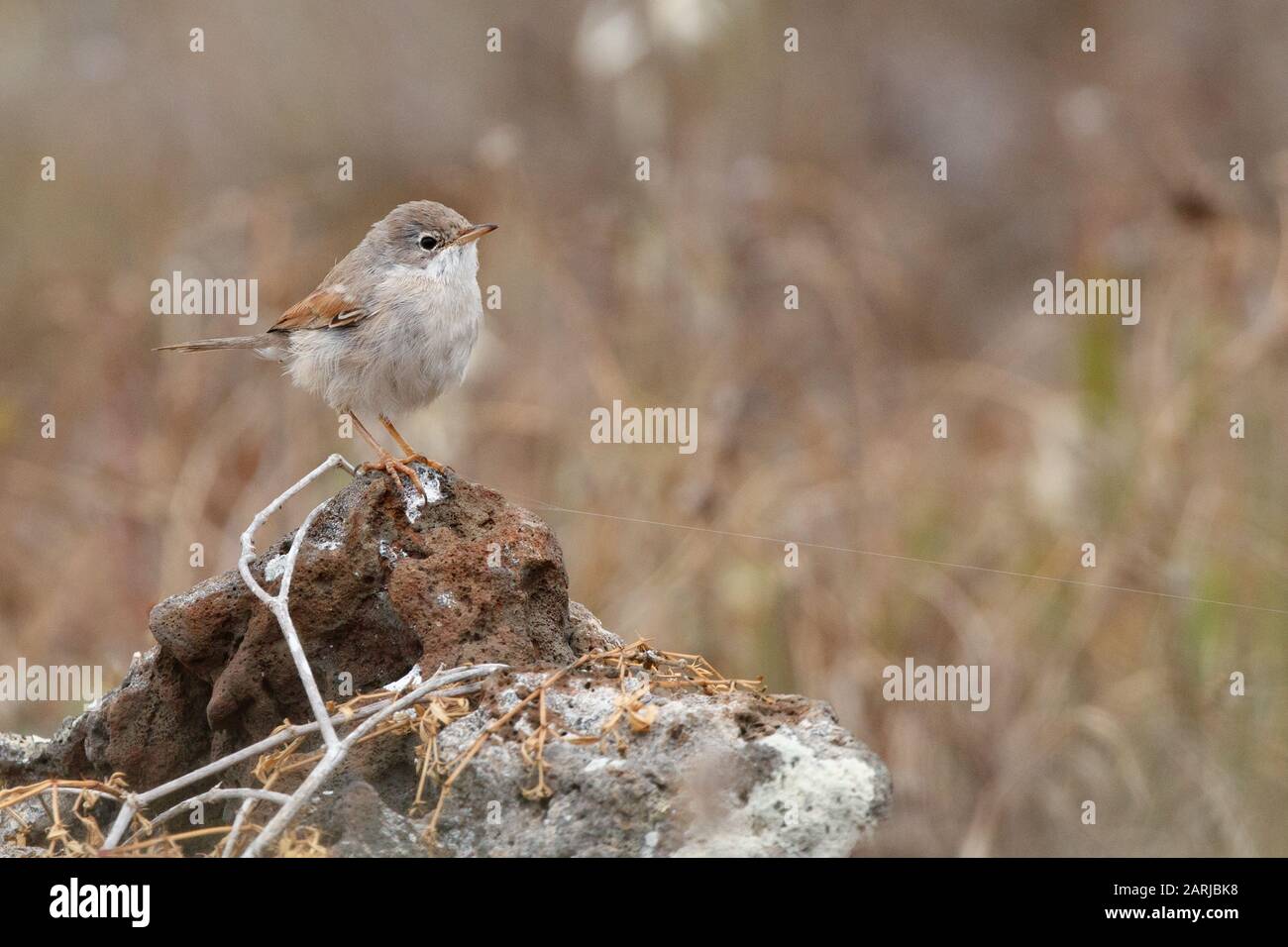 Spektakuläre Warbler (Sylvia conspicillata) flüchtend auf lanzarote, Kanarische Inseln Stockfoto