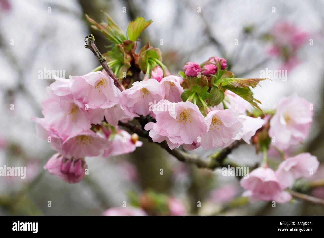 Prunus "Auszeichnung". Kirschblüte in einem englischen Garten. Stockfoto