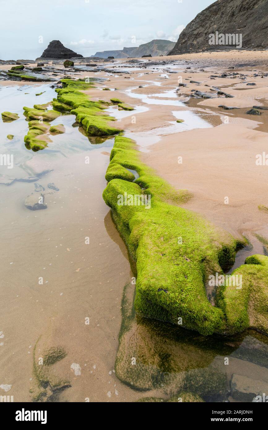 Algen auf Felsen, Praia do Castelejo, Algarve, Portugal Stockfoto