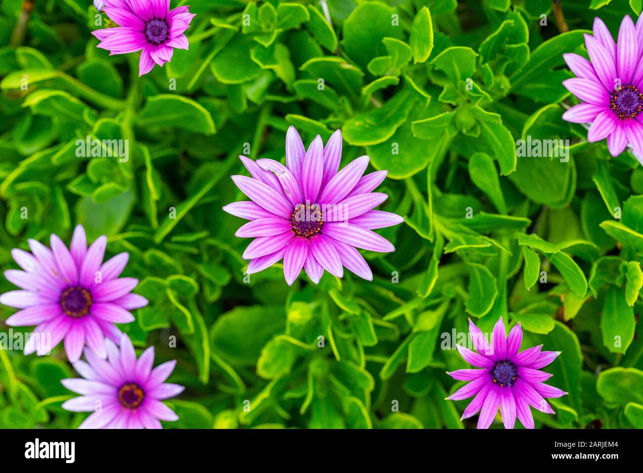 Osteospermum ecklonis Afrikanische Daisy Cape marigold violette Blumen am Ufer Stockfoto