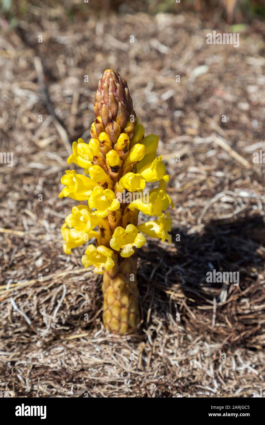 Cistanche, Cistanche phelypaea, parasitäre mehrjährig Wildflower, Quinta de Marim, Naturpark Ria Formosa, Algarve, Portugal Stockfoto