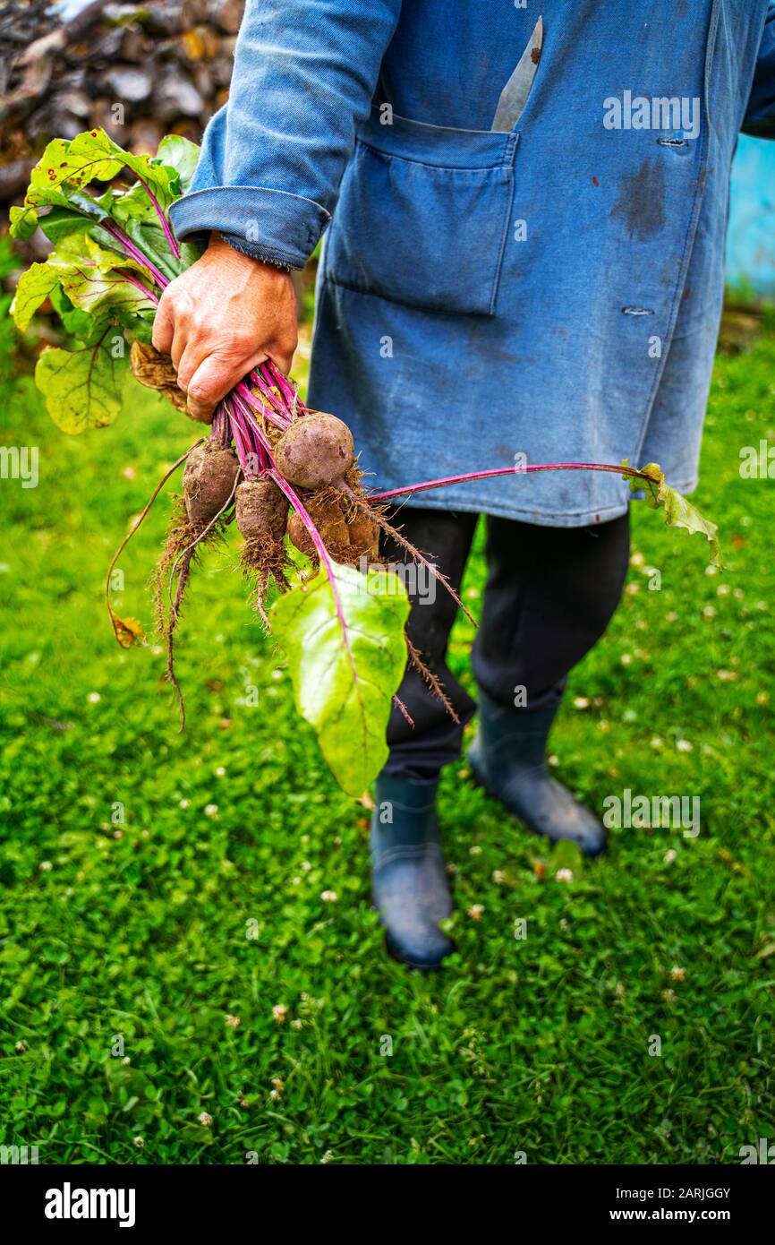 Frische organische Bete in den Händen der Landwirte. Ernte von Karotten. Gesunde Ernährung. Stockfoto