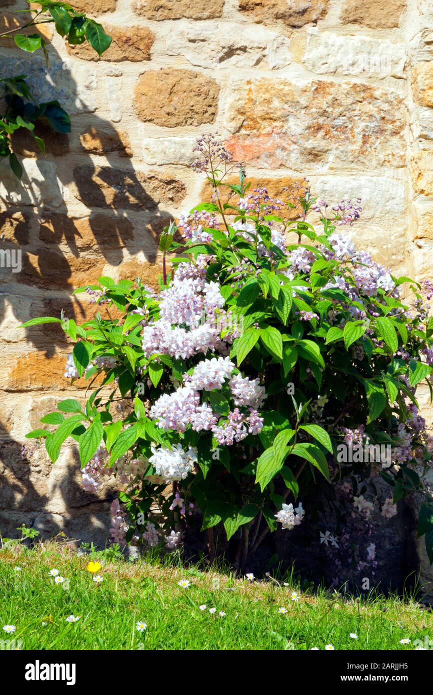 Blühender rosafarbener Strauch gegen Kalksteinwand in einem englischen Cottage-Garten. Stockfoto