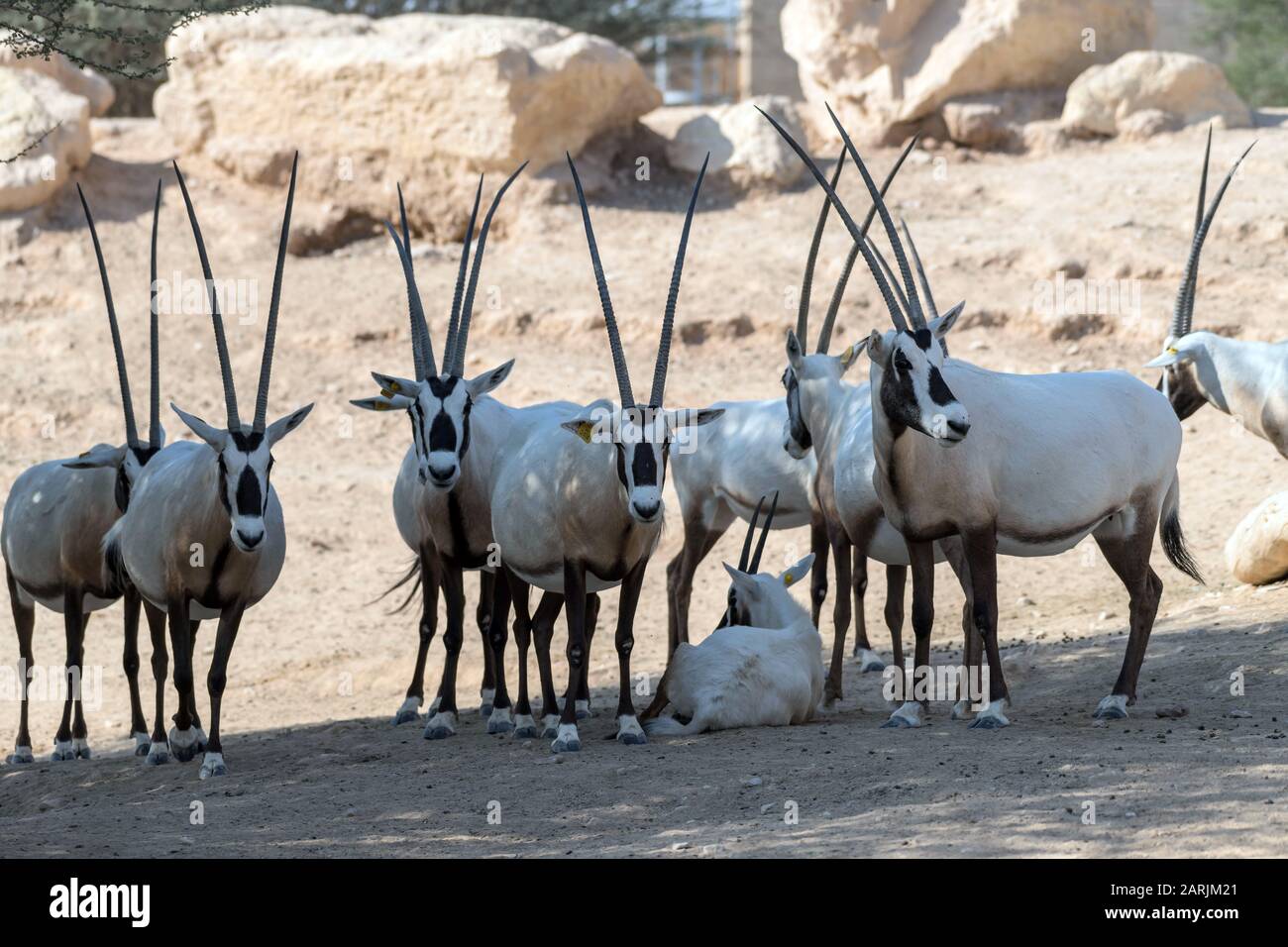 Wildes Tier Arabian Oryx oder White Oryx im Al Ain Zoo Safari Park Stockfoto