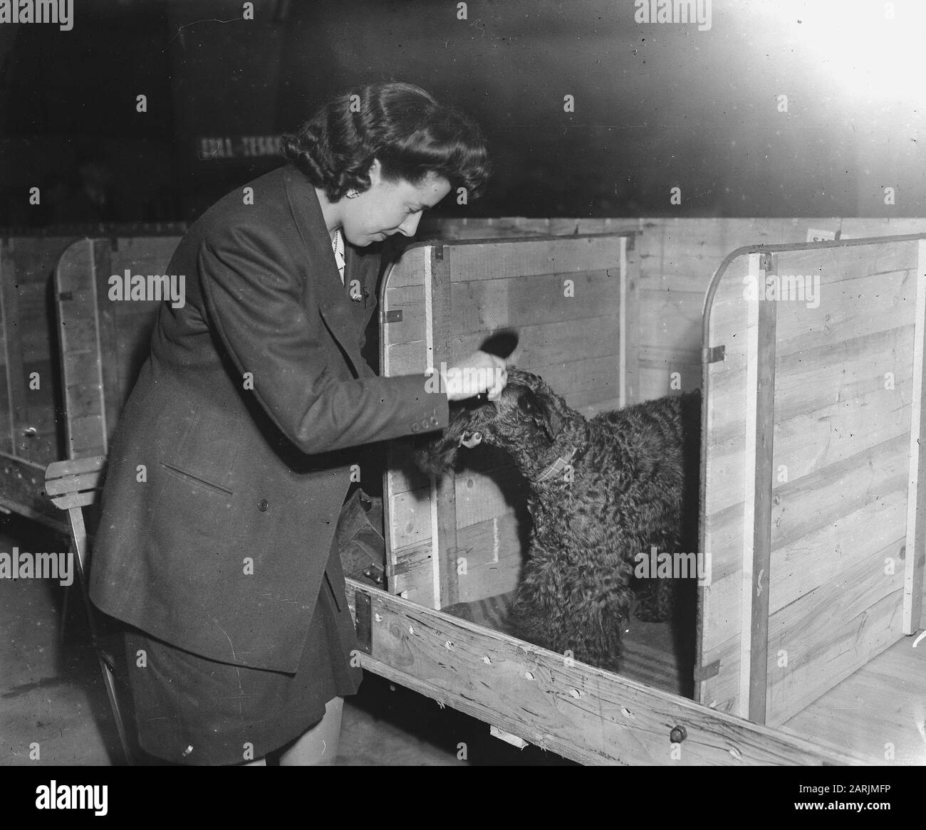 Hundeausstellung Datum: 11. April 1947 Schlagwörter: Hundeausstellung Stockfoto