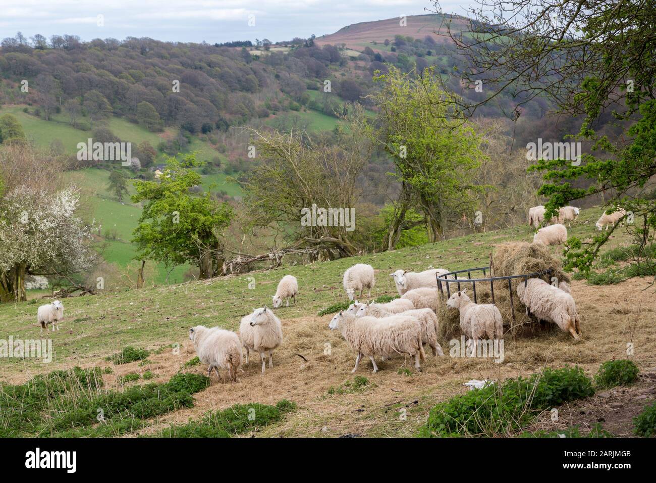 Schafe ernährten sich von Heu, Crug Mawr, South Wales, Großbritannien Stockfoto