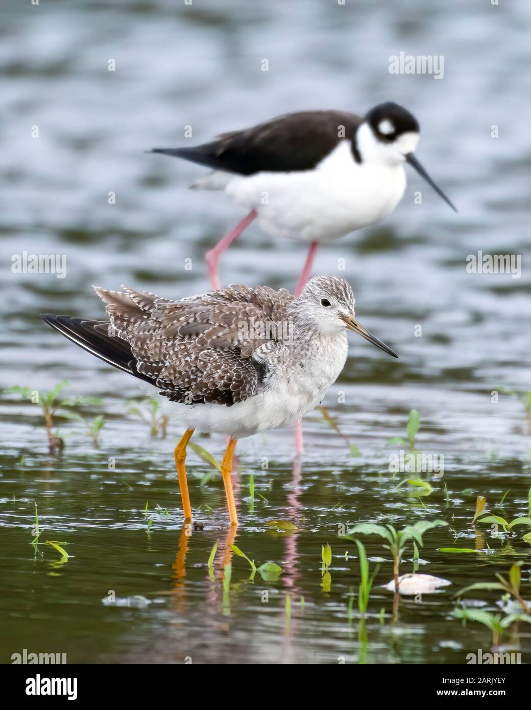 Schwarze Halskelstelze und eine größere gelbe Beine waten im flachen Wasser eines Teiches Stockfoto