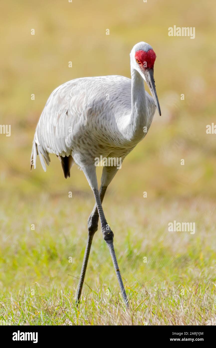 Sandhill-Kran, der in einem grasigen Feld spazieren geht Stockfoto