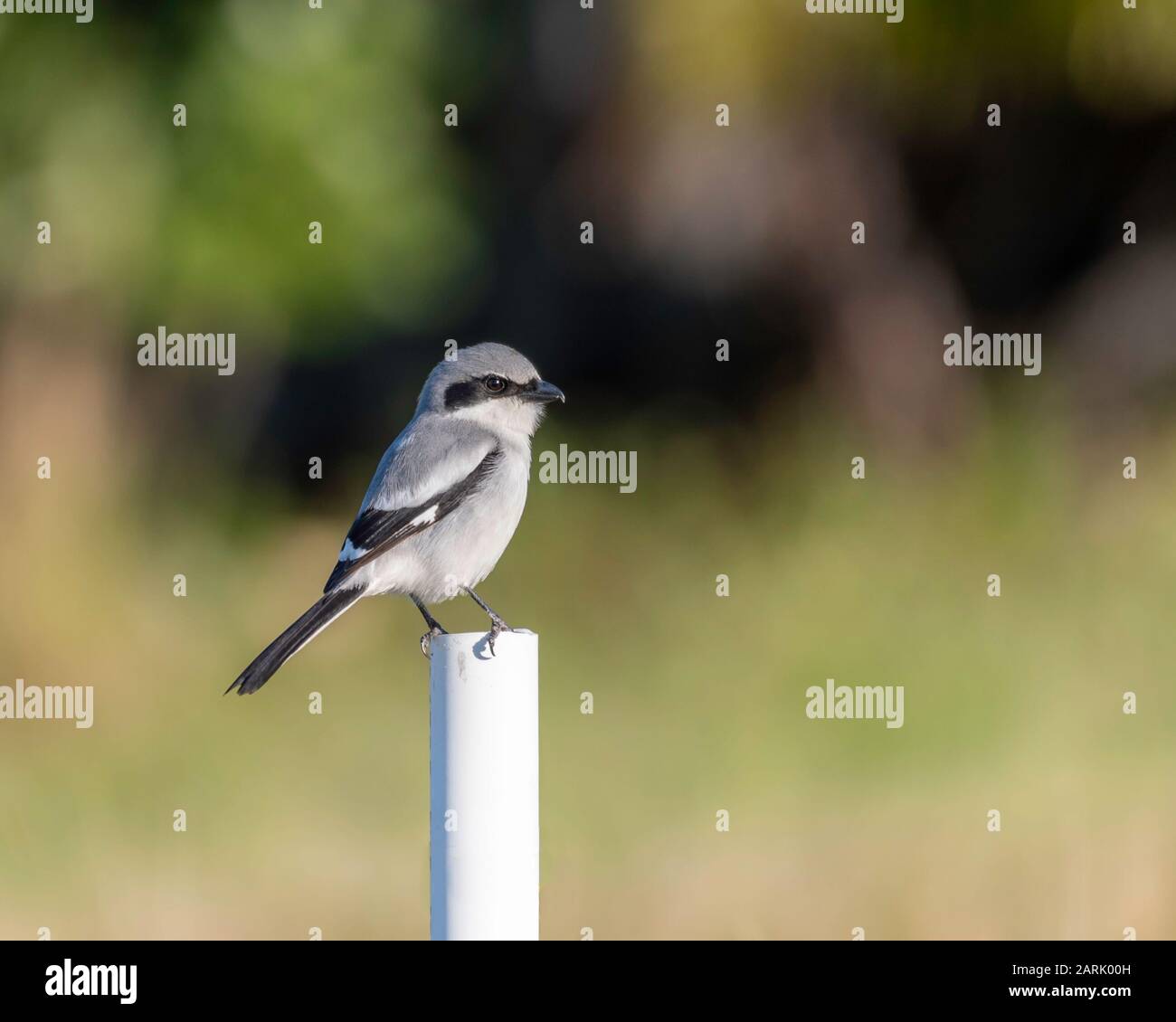 Logerhead Shrike thront mit grünem Hintergrund - Nahaufnahme Stockfoto