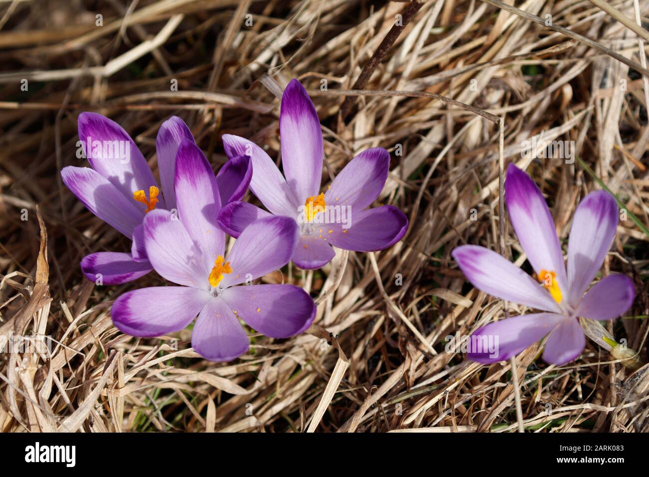 Crocus (englischer Plural: Crocuses oder croci) ist eine Gattung von blühenden Pflanzen in der Familie der Iris, die 90 Arten von Stauden umfasst, die aus Kormen wachsen Stockfoto