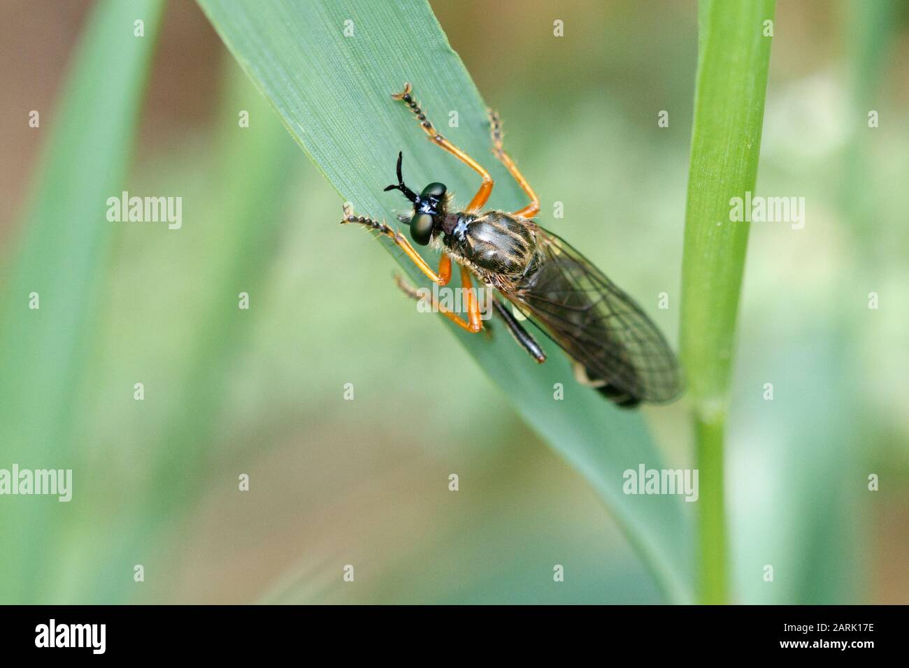 Gattung Dioctria fliegen Stockfoto