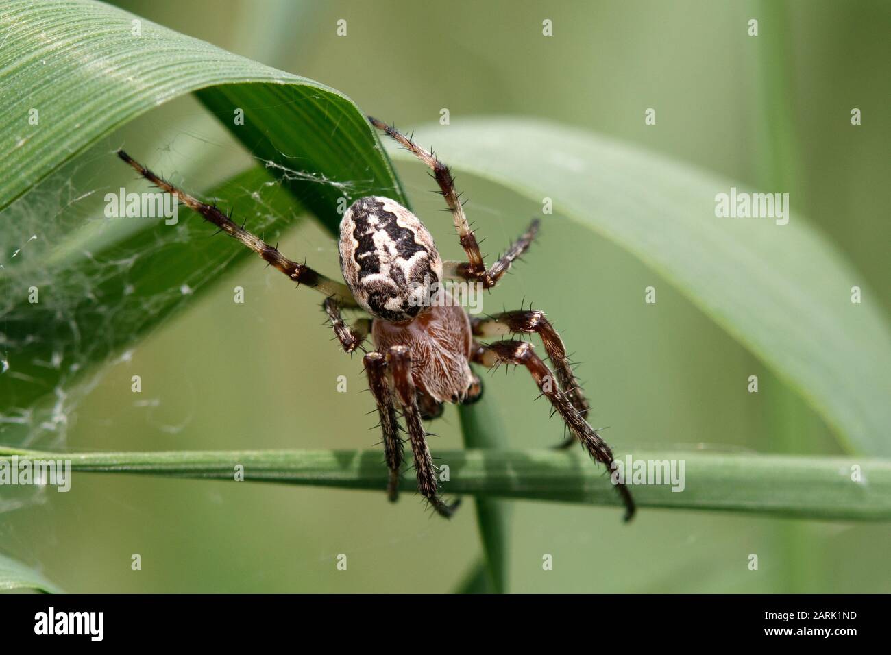 Larinioides suspicax spinne Stockfoto