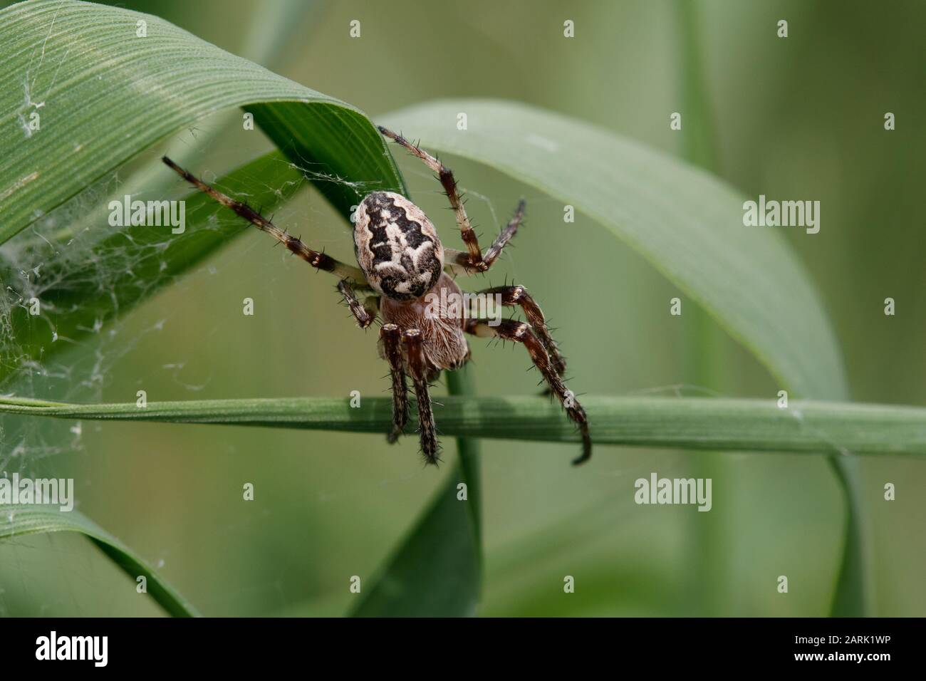 Larinioides suspicax spinne Stockfoto