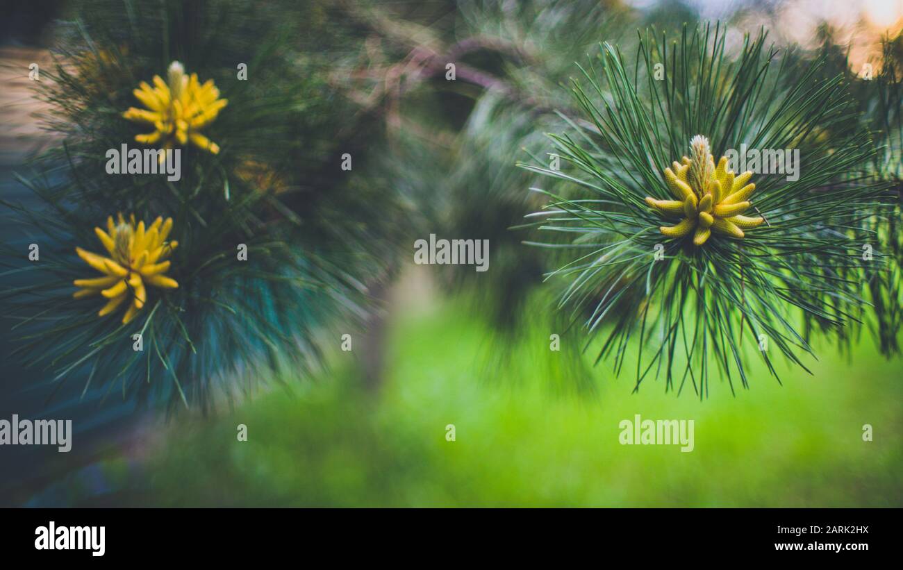 Blühende Kiefernzweige im Sommergarten, Kunstbokeh. Stockfoto