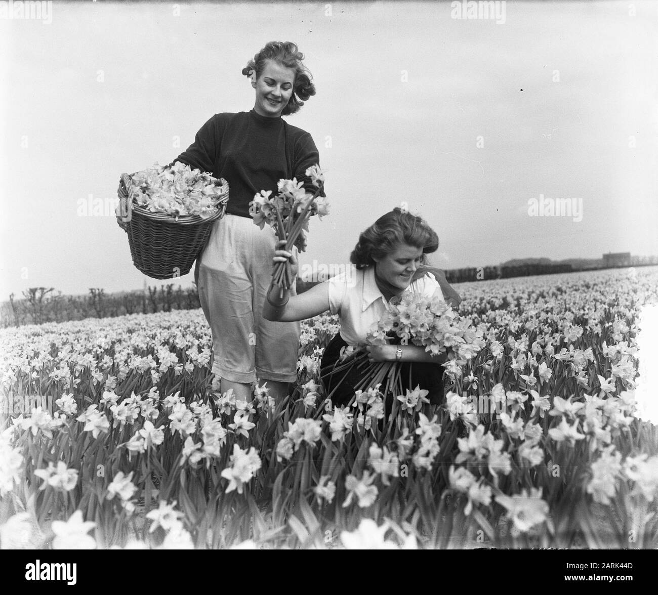 Frühlingsbilder Mädchen auf Daffodil Field Datum: 2. April 1953 Schlagwörter: Mädchen, Frühlingsbilder Personenname: Narzissen Stockfoto