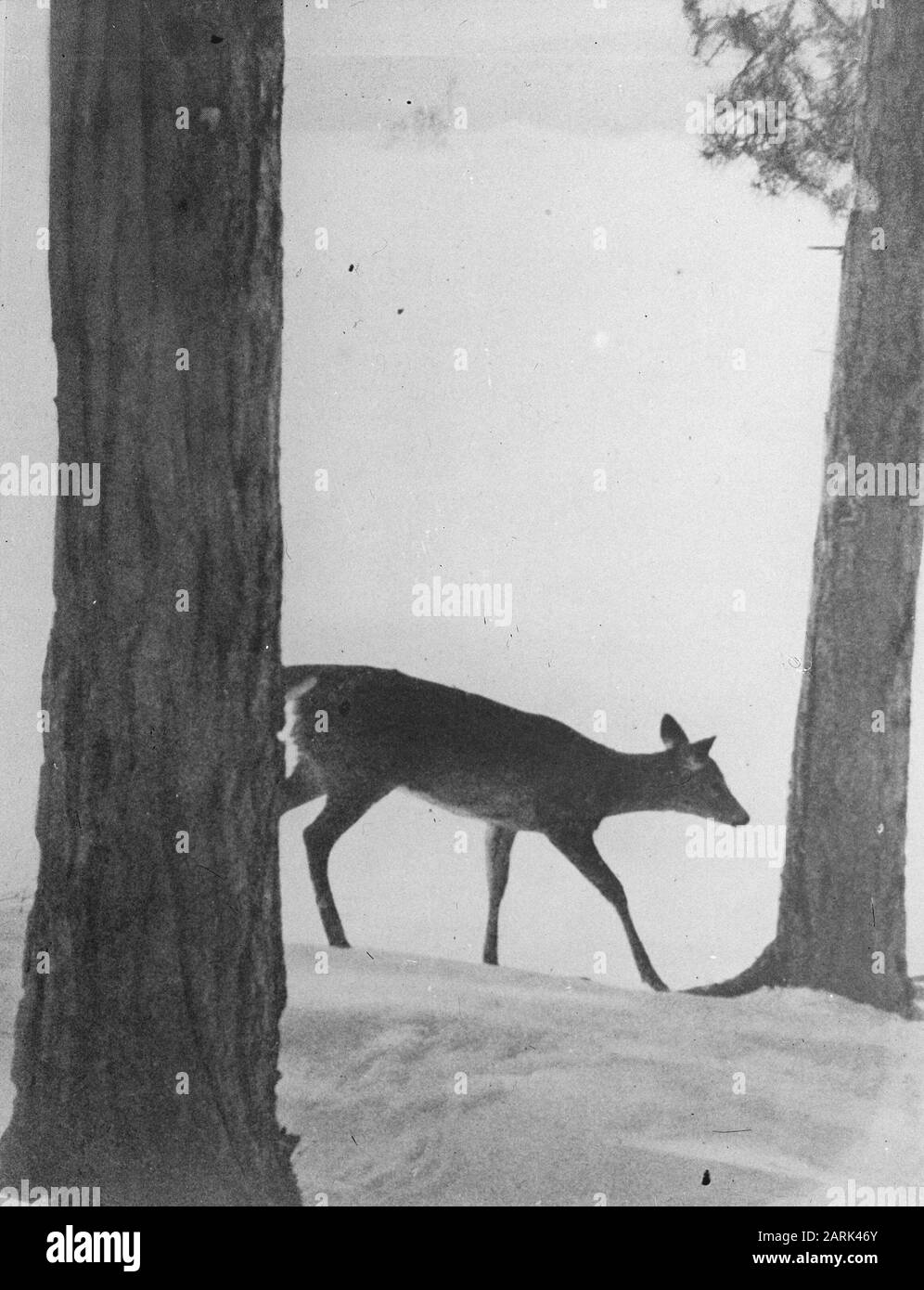 Säugetiere, Hirsche Datum: Undatierte Stichwörter: Säugetiere Personenname: Rehe Stockfoto