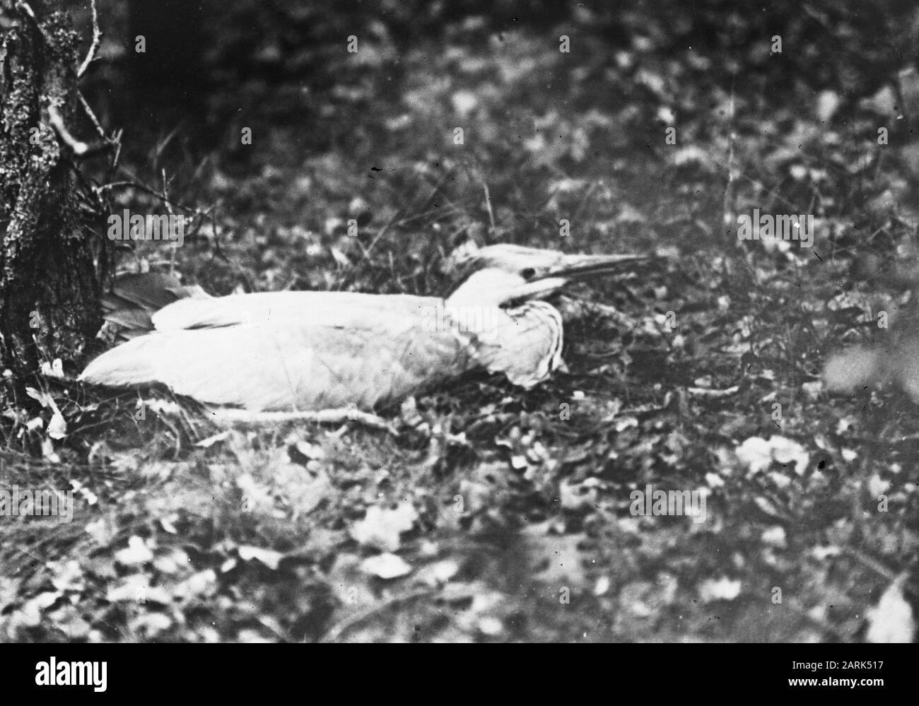 Vögel, Reiherdatum: Undatierte Stichwörter: Name der Vogelperson: Heron Stockfoto