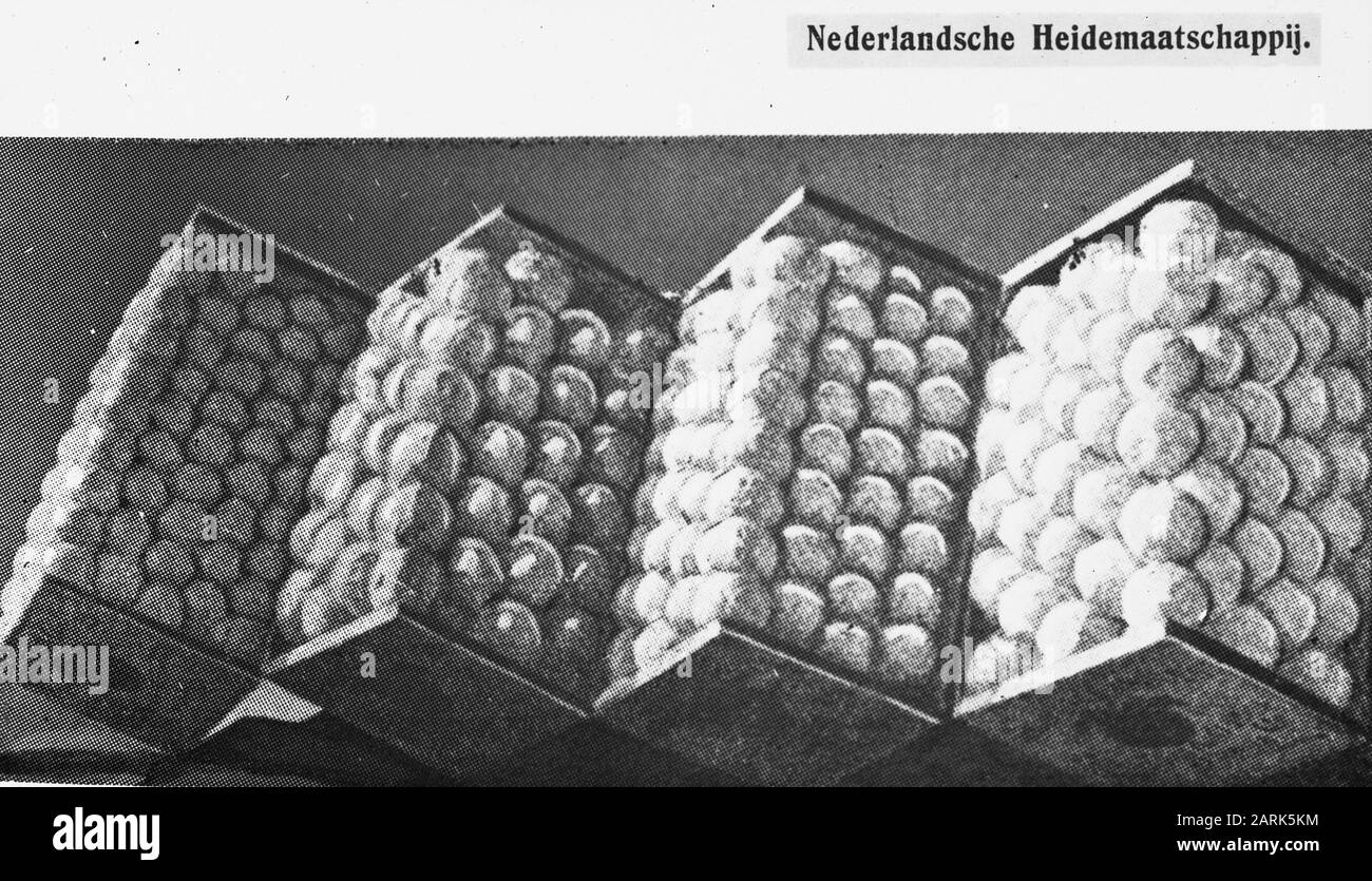 Verpacktes Obst Datum: Undatierte Stichwörter: Obstanbau Stockfoto