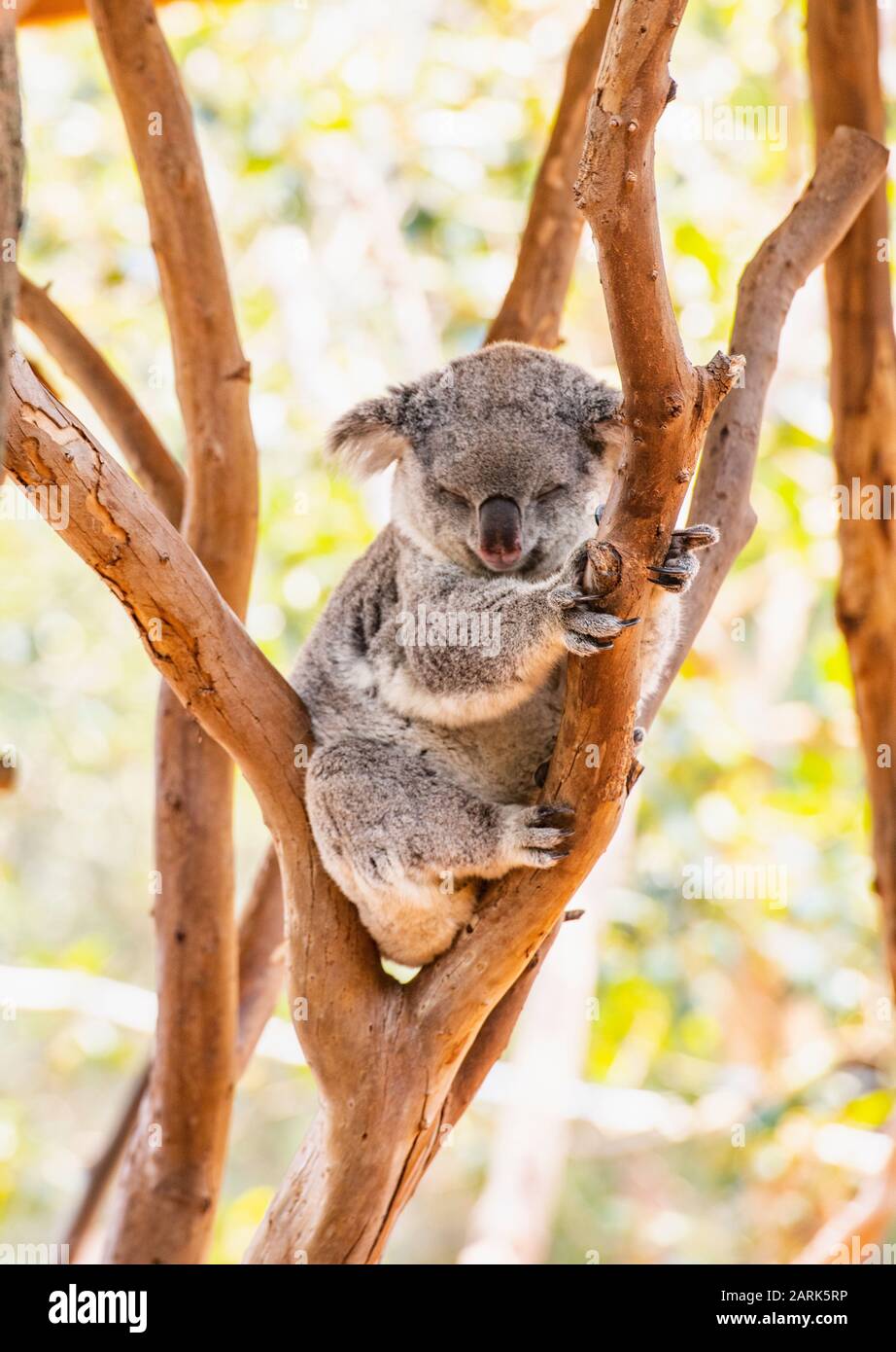 Ein Koala, der in einem Baum in New South Wales schläft Stockfoto