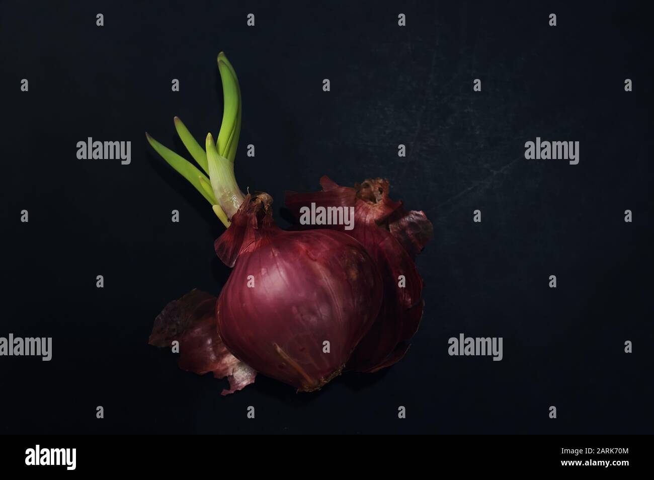 Sprießen rote Zwiebel auf schwarzem Boden Stockfoto