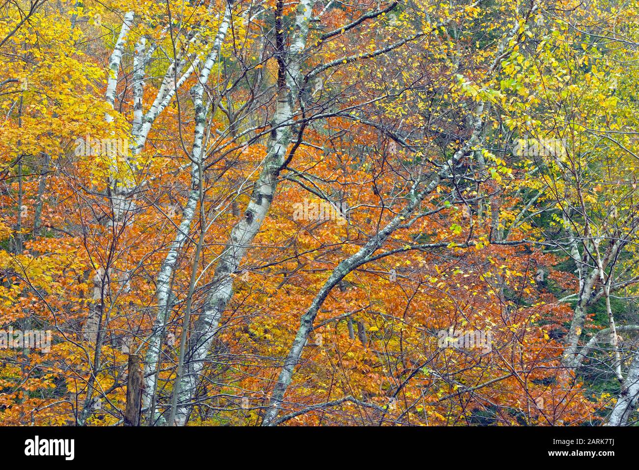 Wunderschönes rotes und orangefarbenes und gelbes Herbstlaub gegen einen Stand weißer Birken im grünen Berg-Nationalwald von Vermont Stockfoto