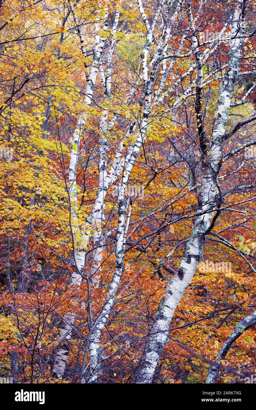 Wunderschönes rotes und orangefarbenes und gelbes Herbstlaub gegen einen Stand weißer Birken im grünen Berg-Nationalwald von Vermont Stockfoto