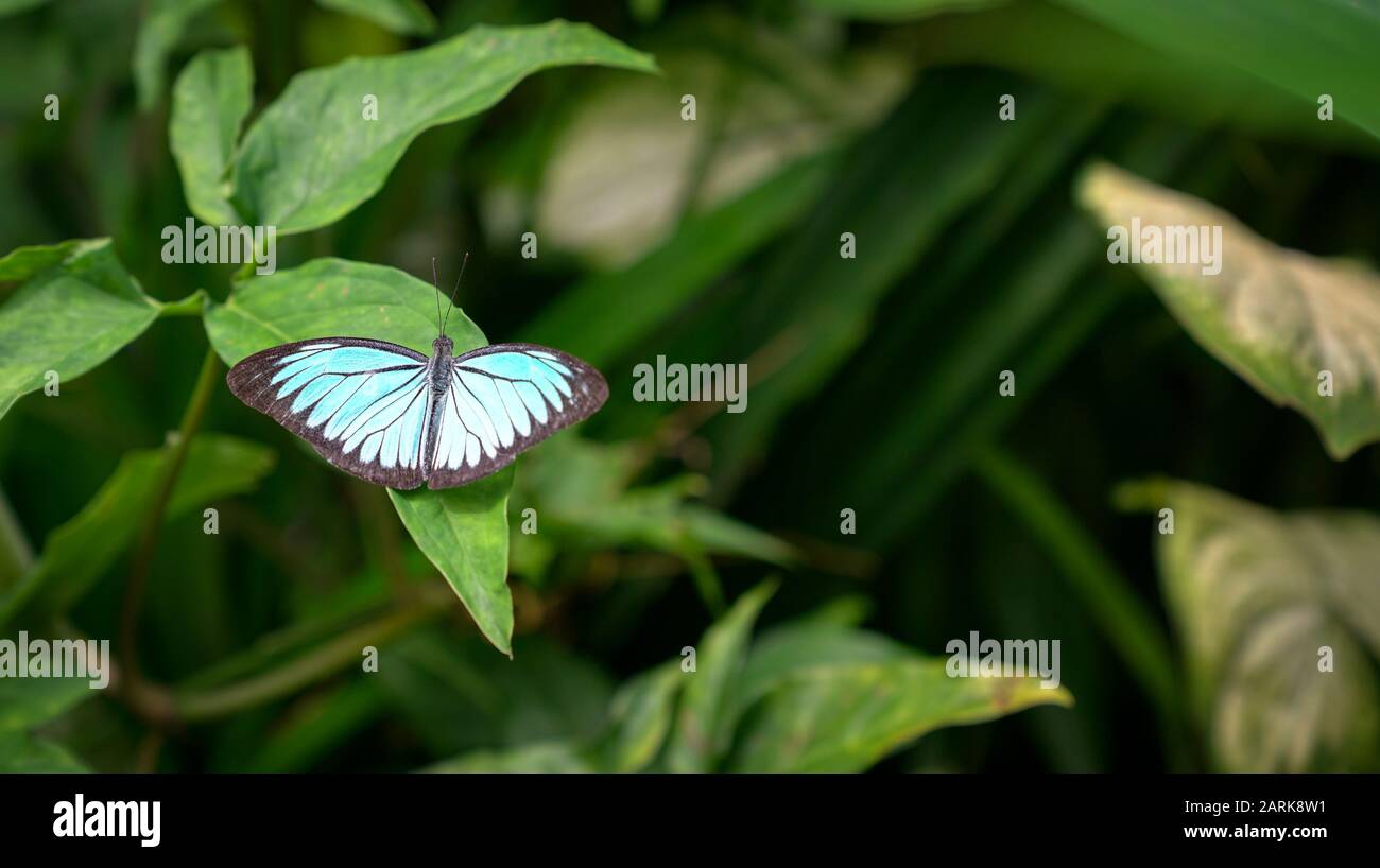Blauer Morph-Schmetterling, der auf einem grünen Blatt ruht, Flügel breit offen. Hintergrund der Natur. Kopierbereich. Stockfoto