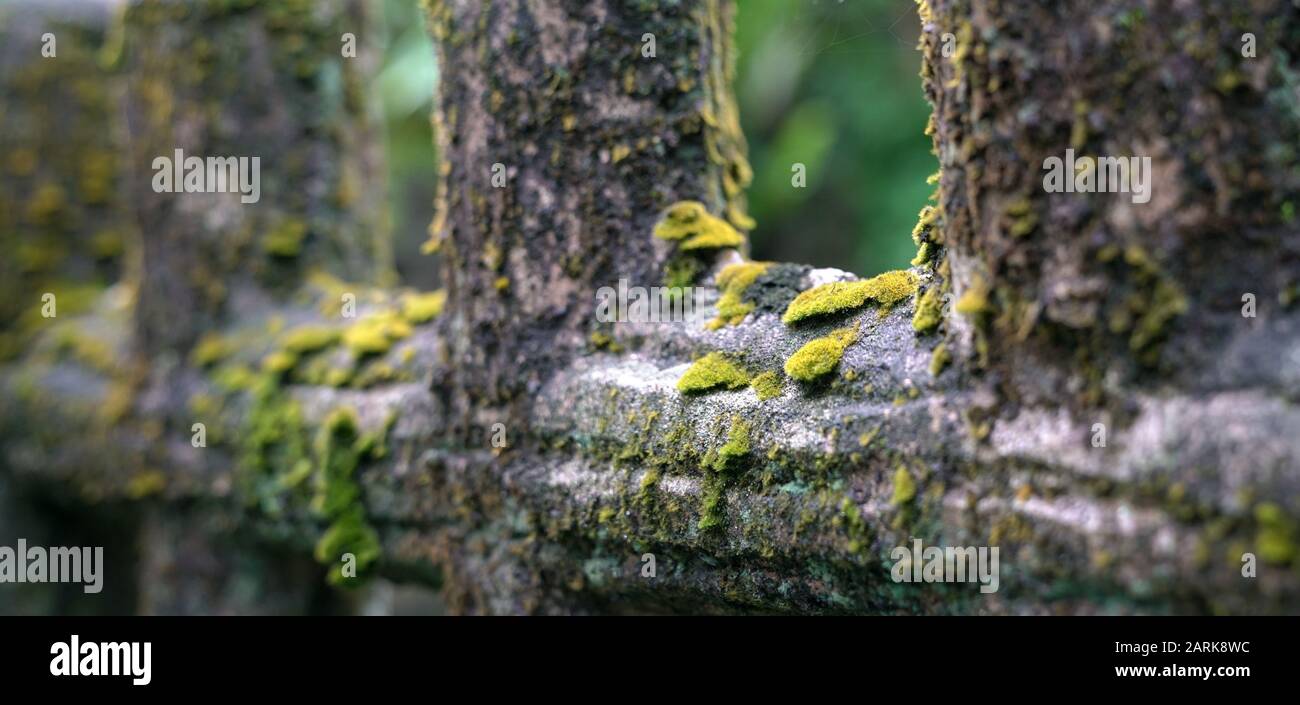Grünes Moos auf Holzzaun. Hintergrund der Natur. Stockfoto