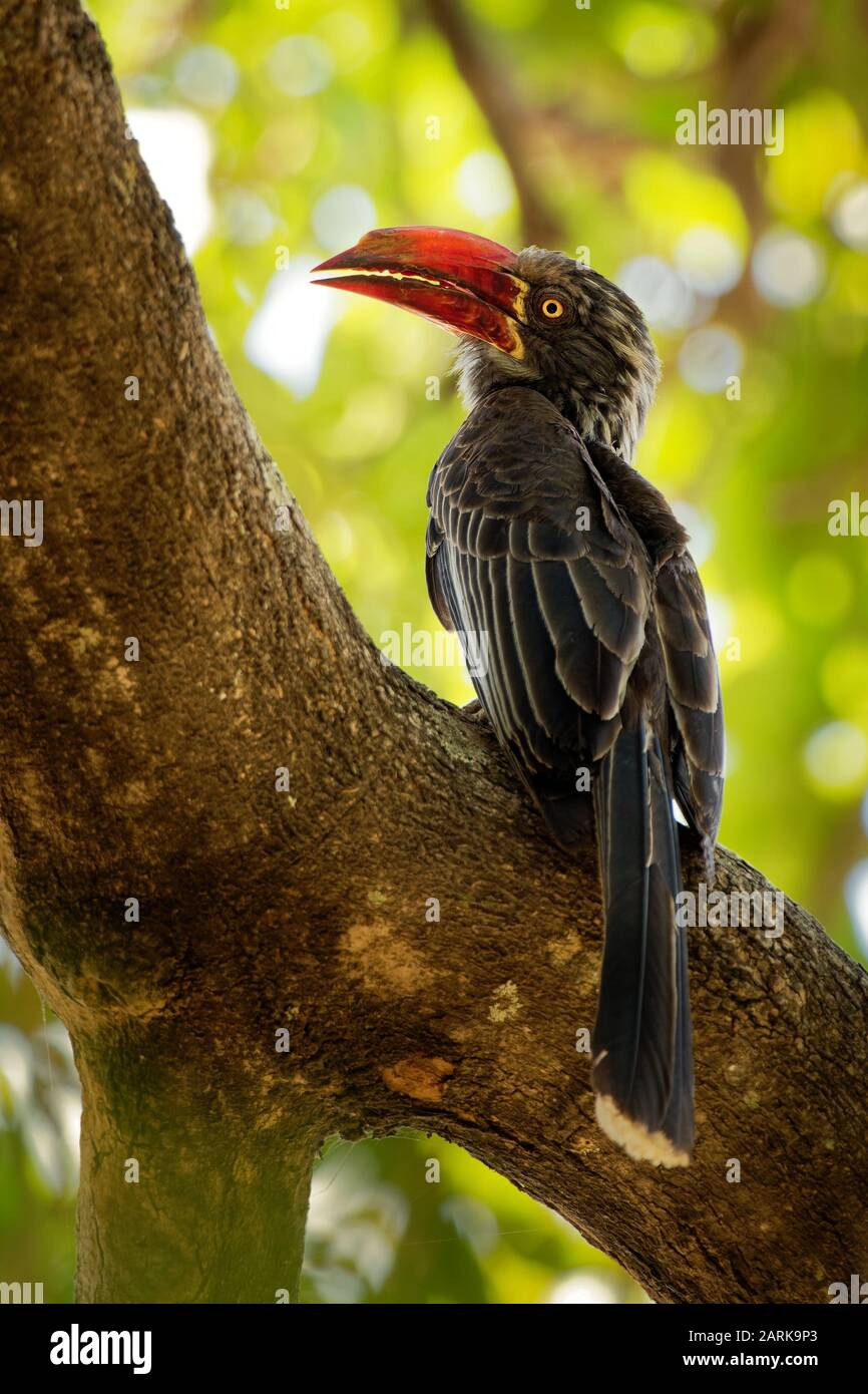 Gekrönt Nashornvogel - tockus Lophoceros alboterminatus Vogel mit weißem Bauch und schwarzem Rücken und Flügeln, Tipps der langen Schwanzfedern sind weiß, Schnabel ist Stockfoto