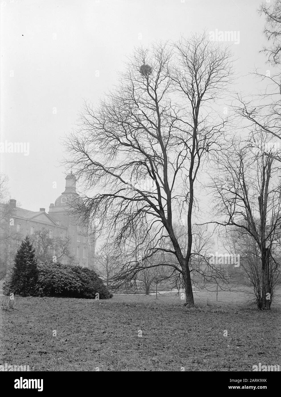 Verschiedene Laubbäume, Burgen, Aesculus Flava, Amstenrade, Viscus Alba Datum: Undatierte Stichwörter: Verschiedene Laubbäume, Burgen Personenname: Aesculus Flava, Amstenrade, VisCum Alba Stockfoto