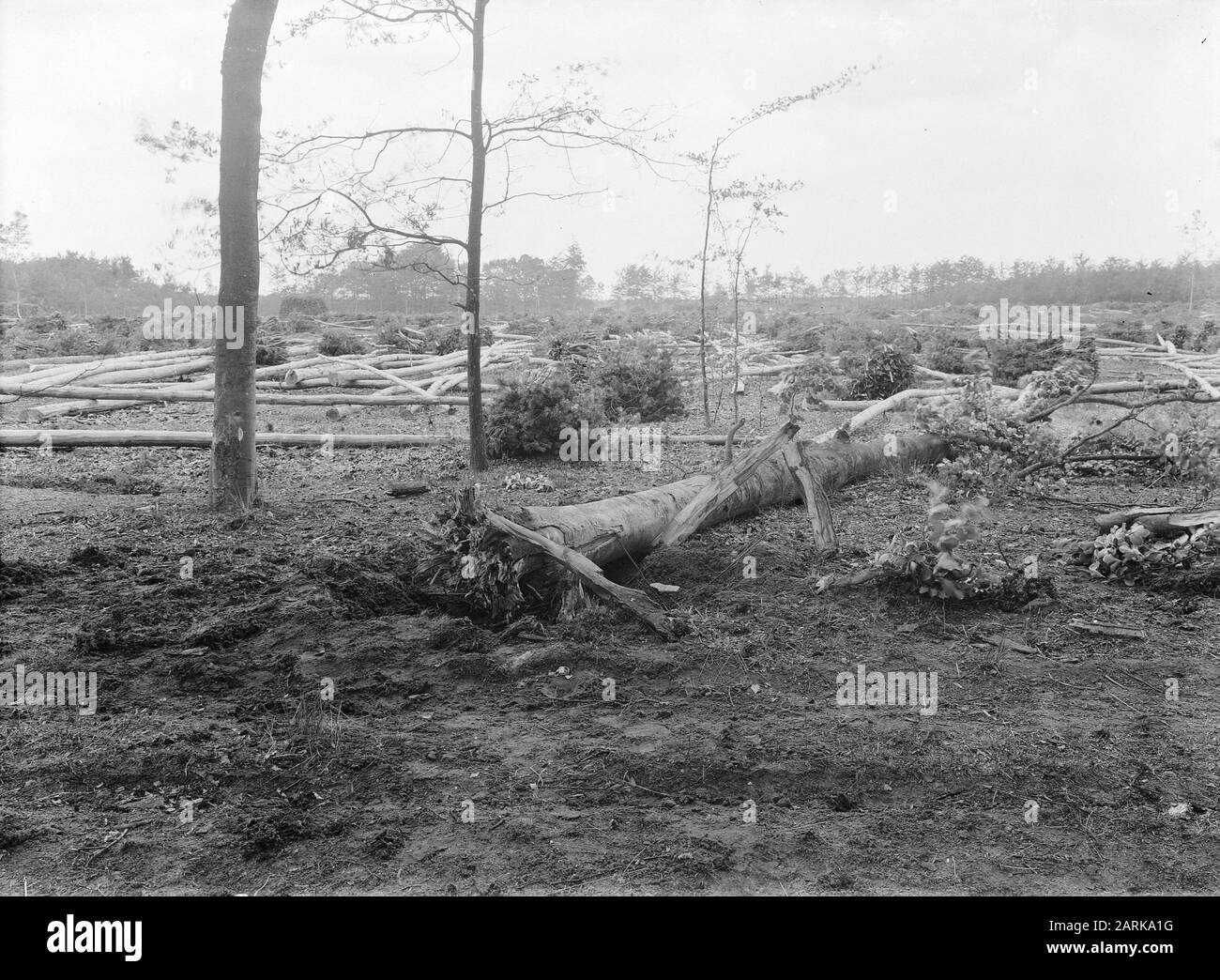 Holzbearbeitung, Springlasten, gefällte Bäume, buchen, cahucit Datum: Undatierte Stichwörter: Gefällte Bäume, Holzbearbeitung, Springlasten Personenname: Buche, Cahucit Stockfoto