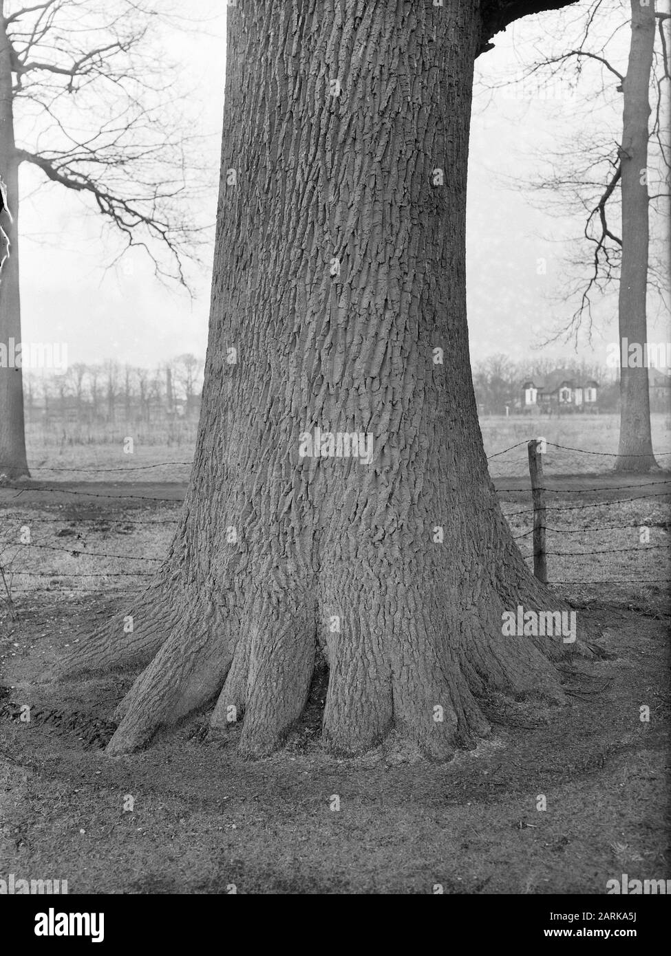 Eiche, Landgoed Eikendreef Datum: Undatierter Ort: Helmond Schlüsselwörter: Eiche Personenname: Landgoed Eikendreef Stockfoto