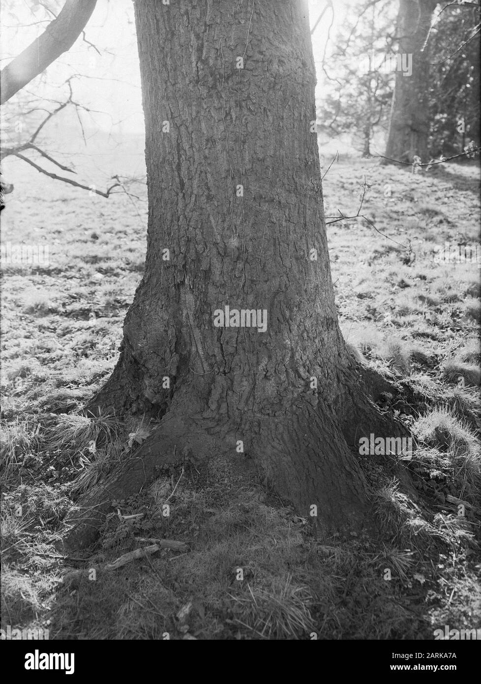 Eiche (quercus conferta) im Schlossgarten Mheer (Stamm) Datum: Undatierte Stichwörter: Bäume, Eiche Stockfoto
