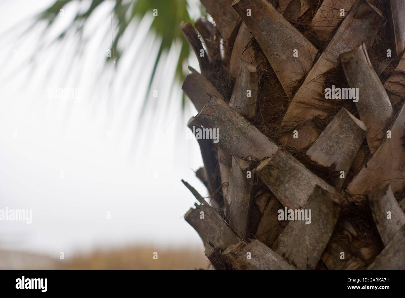 Nahaufnahme eines Palmenstamms Stockfoto
