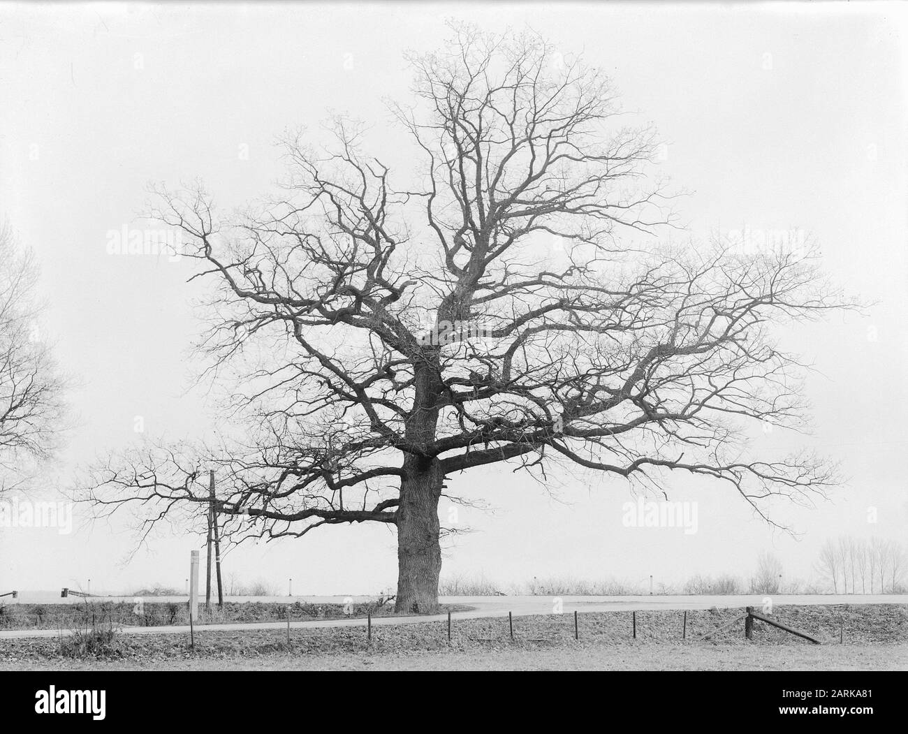Eiche Datum: Undatierter Ort: Brummen, Zutphen Schlüsselwörter: Eiche Stockfoto