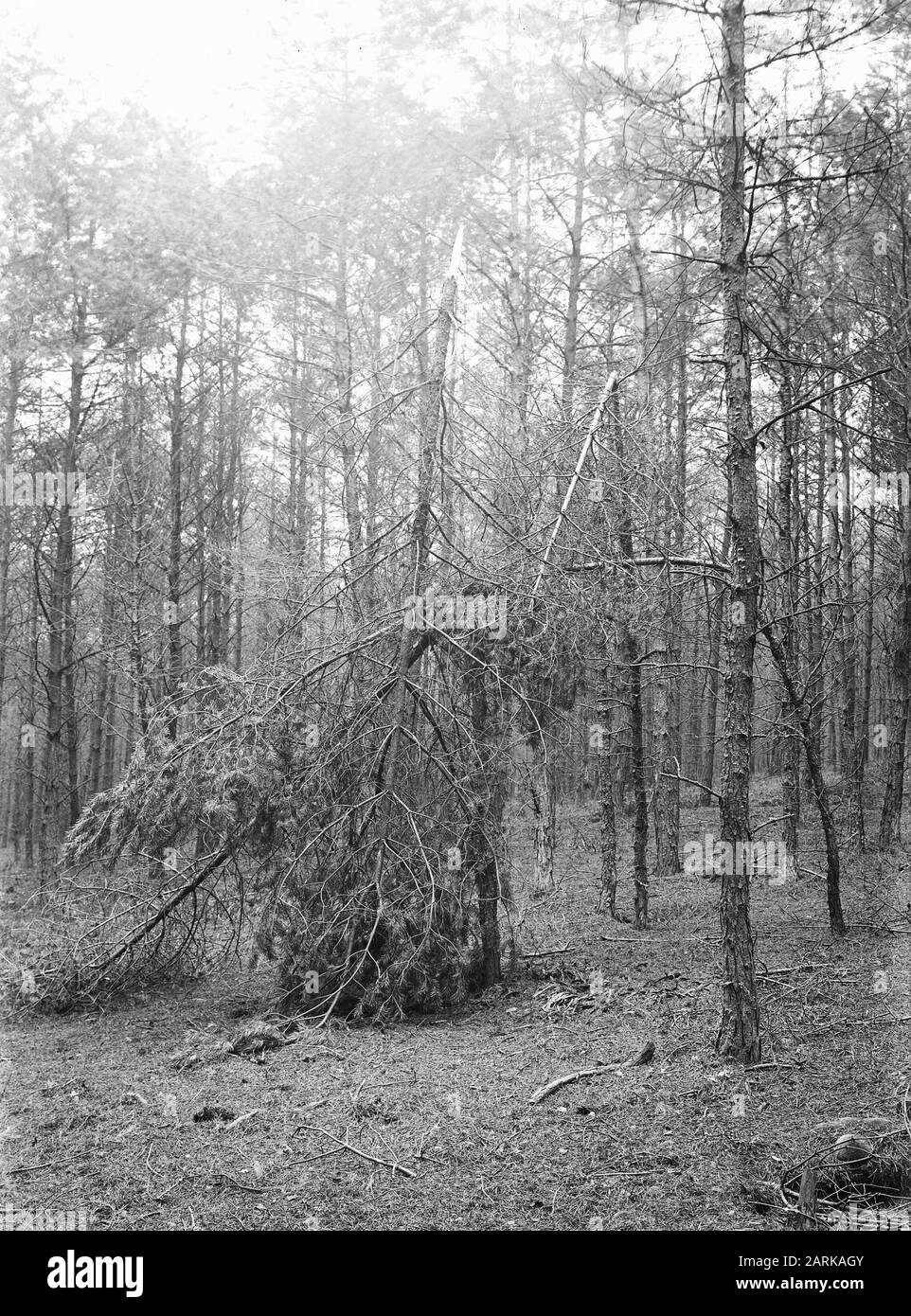 Schneebruchdatum: Undatierte Stichwörter: Bäume persönlicher Name: Grove den Stockfoto Schneebruchdatum: Undatierte Stichwörter: Bäume persönlicher Name: Grove den Stockfoto