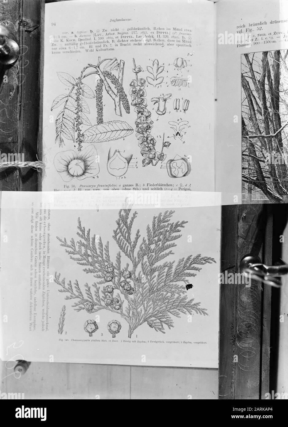 Reproduktionen, Forstwirtschaft, Bilder, chamaecyparis pisifera, italienische Pappel, Massachusetts Datum: Undatierter Ort: Massachusetts Stichwörter: Bilder, Forstwirtschaft, Reproduktionen Personenname: Chamaecyparis pisifera, italienische Pappel Stockfoto