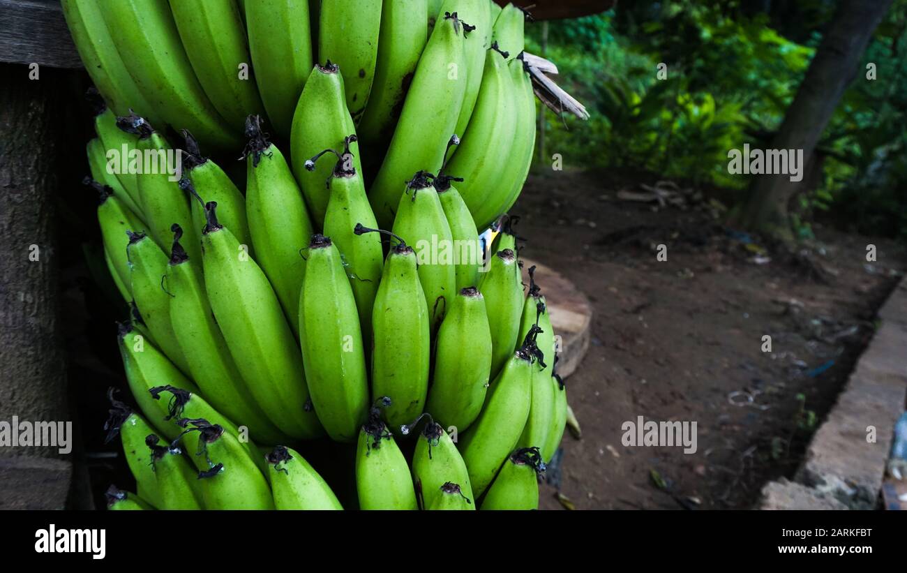 Frische unreife Banane, grüner Hintergrund mit tropischen Früchten, Nahaufnahme mit leerem Raum oder Kopierraum für Text Stockfoto