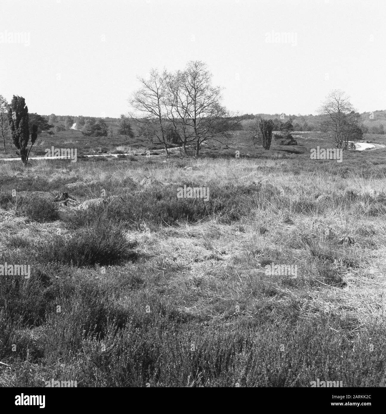 Wilde Länder, natürliche Schönheit, Grau, Loenermark Datum: Juli 1962 Ort: Loenermark Schlüsselwörter: Heide, natürliche Schönheit, wilde Länder Stockfoto