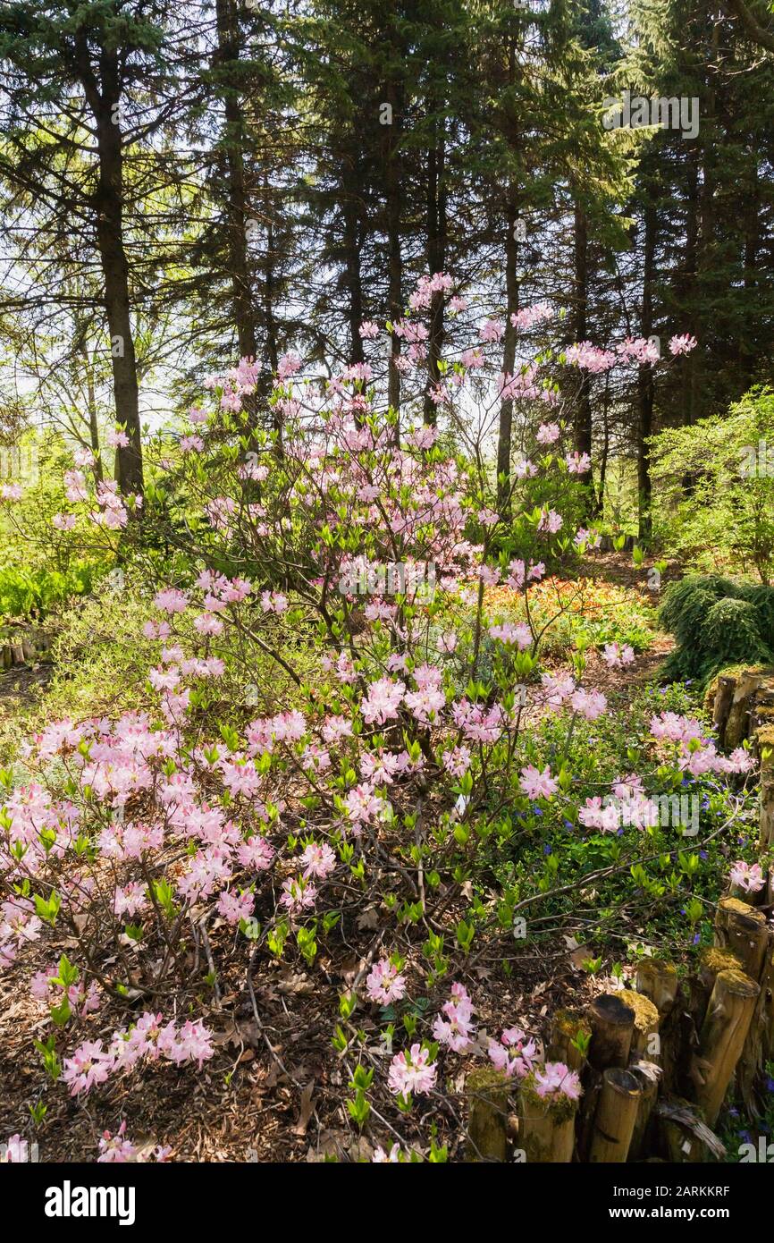 Nahaufnahme des mauvehalzenden Rhododendrons - Azaleen-Sträucher im Frühjahr, Montreal Montreal Botanical Garden, Quebec, Kanada Stockfoto