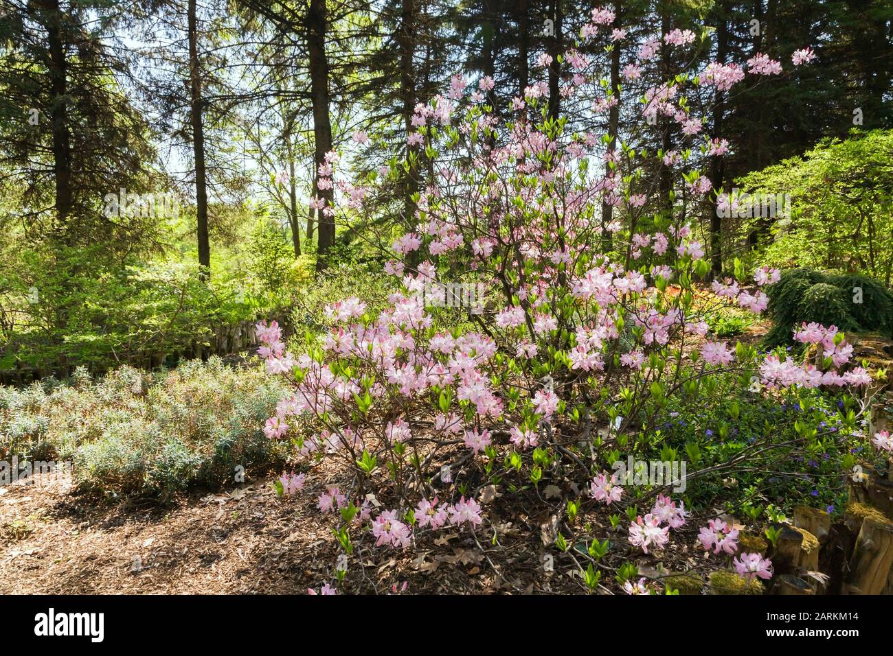 Nahaufnahme des mauvehalzenden Rhododendrons - Azaleen-Sträucher im Frühjahr, Montreal Montreal Botanical Garden, Quebec, Kanada Stockfoto
