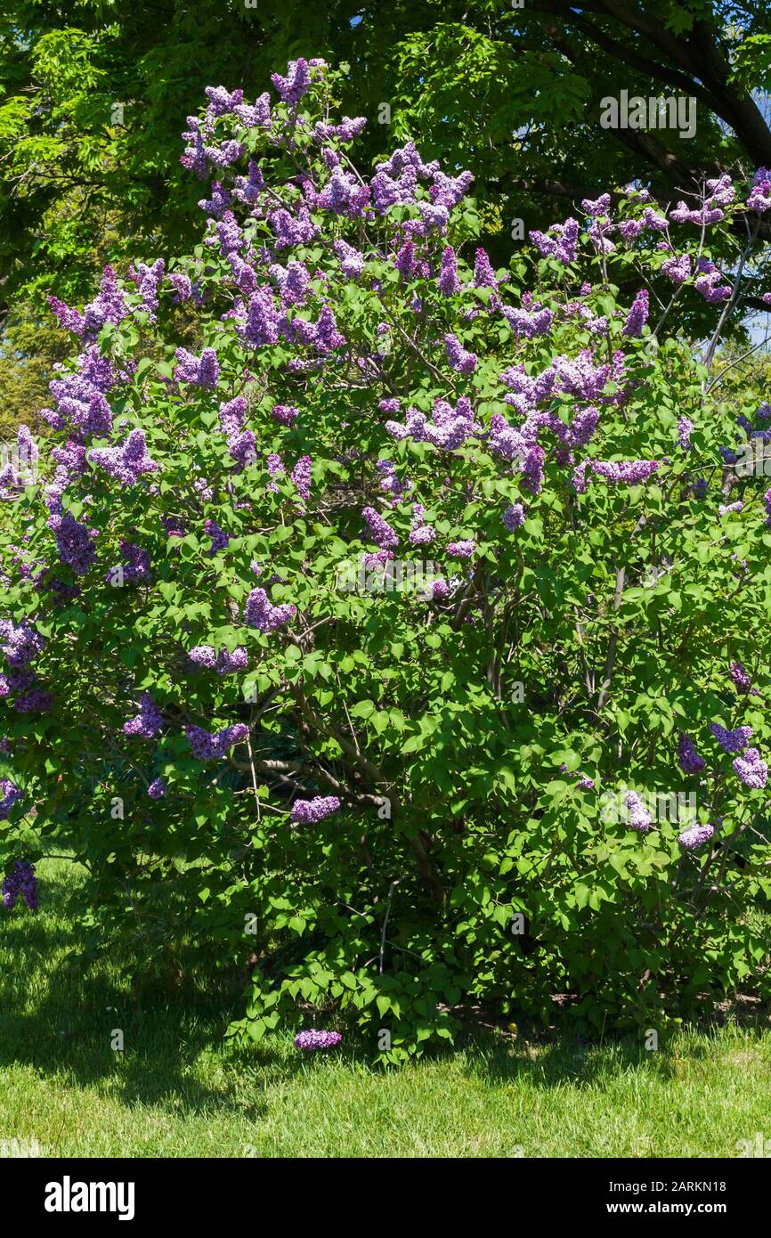 Lila blühende Syringa x hyazinthiflora 'Royal Purple' - Lilac Strauch im Frühjahr, Montreal Botanical Garden, Quebec, Kanada Stockfoto