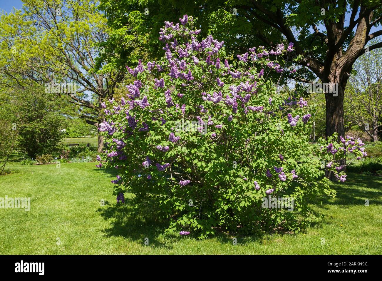 Lila blühende Syringa x hyazinthiflora 'Royal Purple' - Lilac Strauch im Frühjahr, Montreal Botanical Garden, Quebec, Kanada Stockfoto