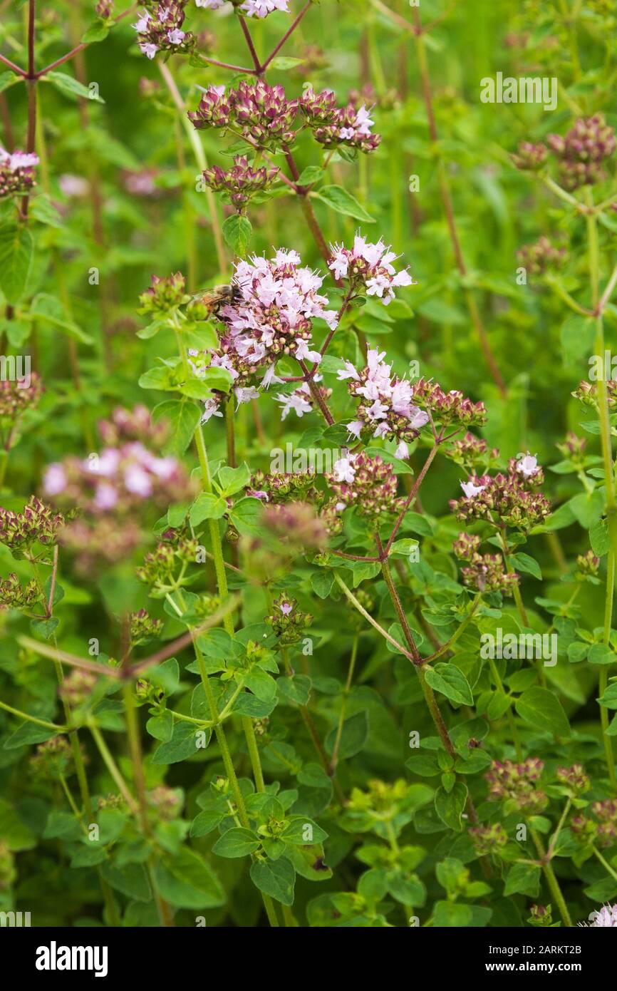 Nahaufnahme von Origanum vulgare hirtum - Purple Greek Oregano Kraut Pflanzen im Garten Bio-Garten im Sommer Stockfoto