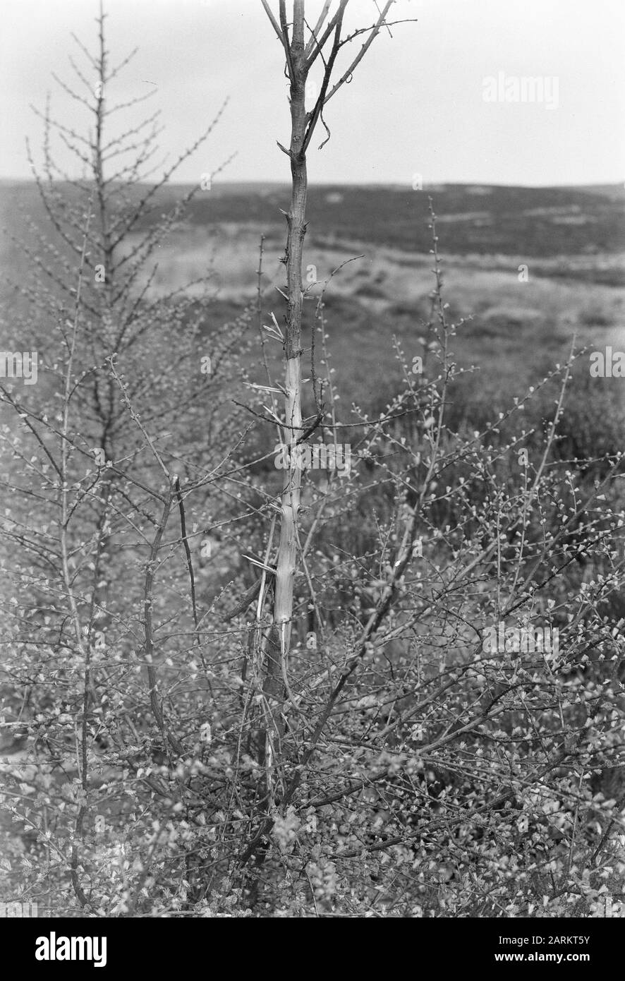 Durch das kehren von Datum: Undatierte Schlüsselwörter: Schadensersatz, Waldschutz Personenname: Larix Stockfoto
