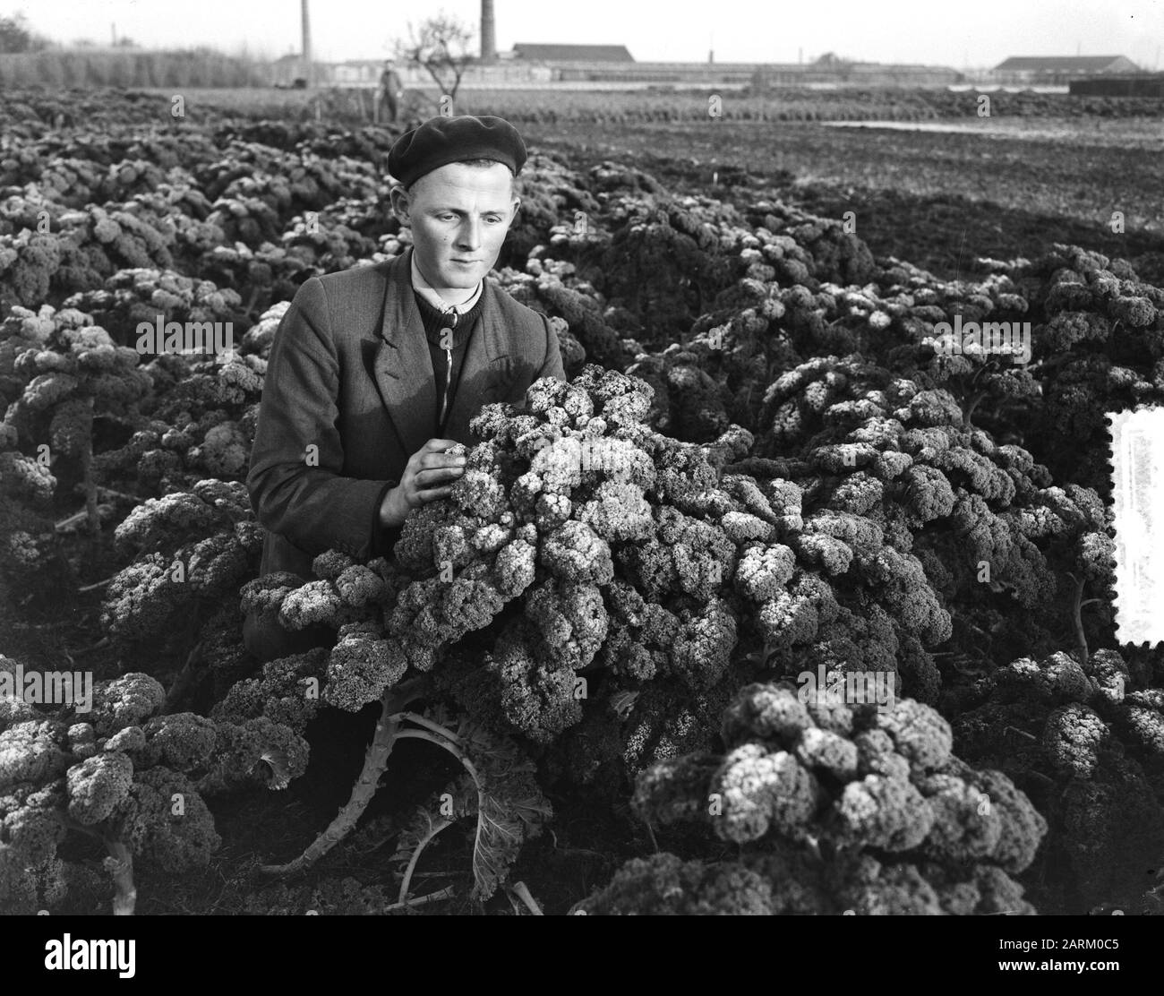 Erster Frost in unserem Land, Gärtner Boerenkoolplk Datum: 13. Dezember 1955 Schlagwörter: Forst, Gärtner Stockfoto