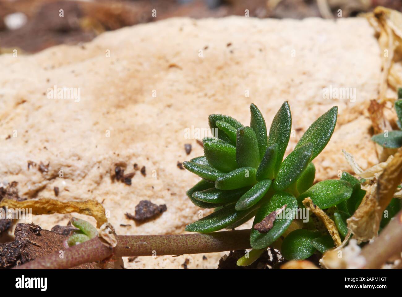 Eine winzige Harwothie, die in einem Garten im Hinterhof saftig wächst. Stockfoto