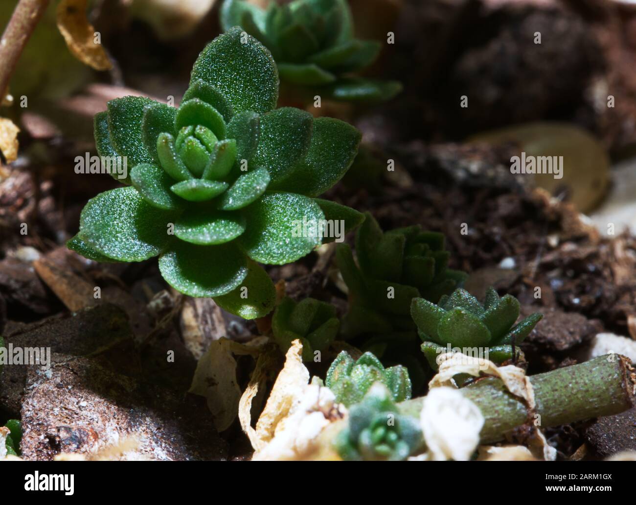 Eine winzige Harwothie, die in einem Garten im Hinterhof saftig wächst. Stockfoto