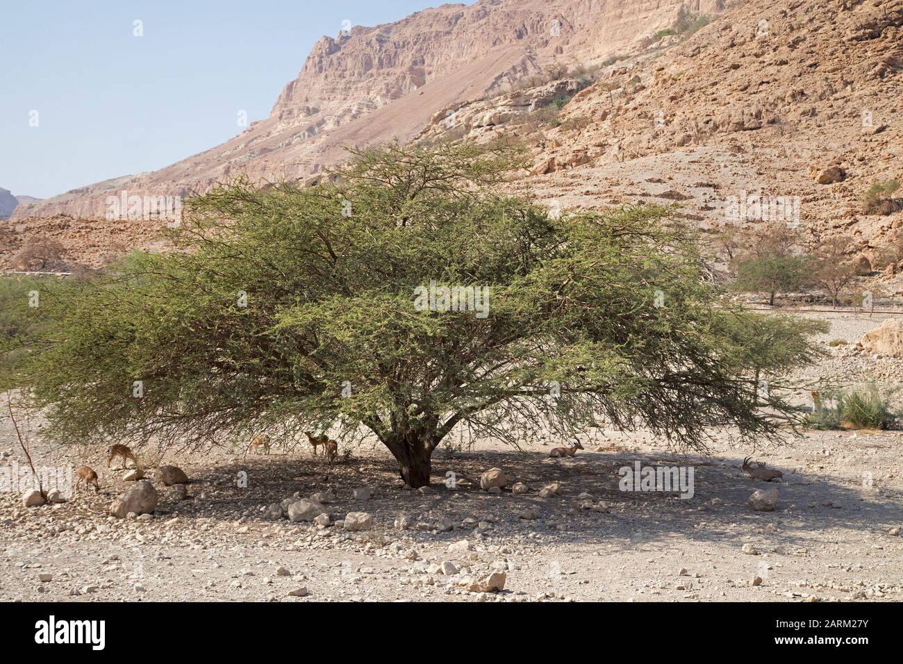 Nubische Steinbock-Herde, die sich im Schatten eines Akazienbaums im heißen trockenen Klima der judäischen Wüste, im Regenschatten der Berge, hütet Stockfoto