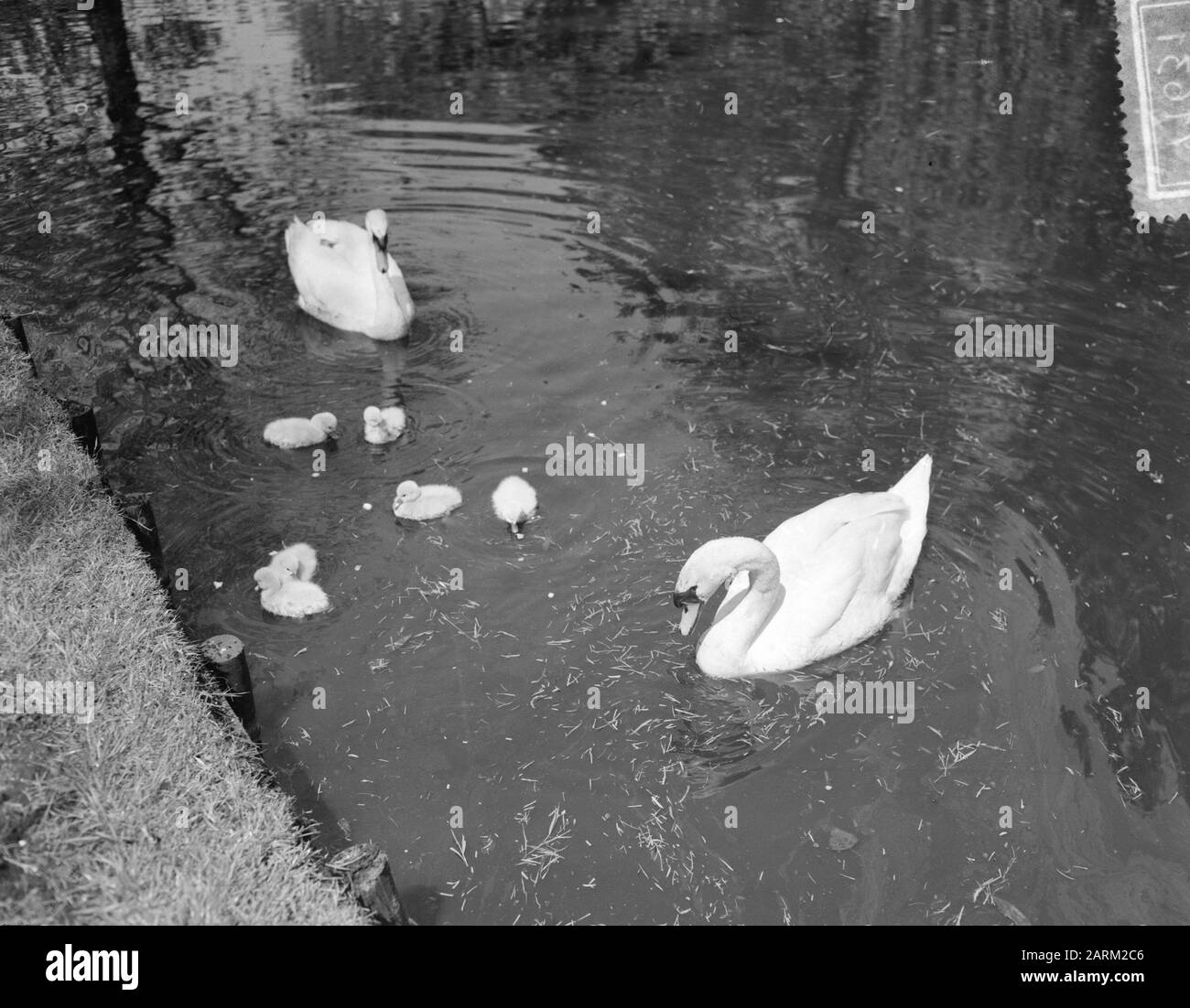Niederländisch neu an den Verkaufsständen Datum: 31. Mai 1955 Schlagwörter: Verkaufsstände Stockfoto